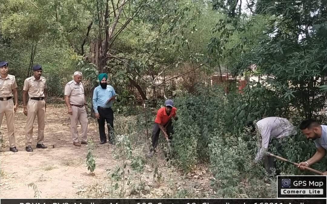 ਇੰਜੀਨੀਅਰਿੰਗ ਵਿਭਾਗ ਨੇ ਹਾਈ ਕੋਰਟ ਦੇ ਆਦੇਸ਼ਾਂ ਦੀ ਪਾਲਣਾ ਵਿੱਚ ਕੈਨਾਬਿਸ ਮਿਟਾਉਣ ਦੀ ਕਸਰਤ ਸ਼ੁਰੂ ਕੀਤੀ