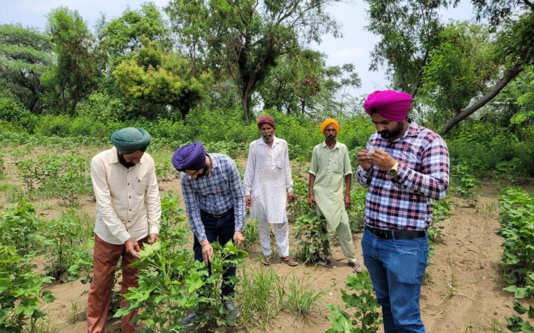 ਖੇਤੀਬਾੜੀ ਵਿਭਾਗ ਵੱਲੋਂ ਨਰਮੇ ਦੀ ਫ਼ਸਲ ਦੀ ਨਿਰੰਤਰ ਨਿਗਰਾਨੀ ਯਕੀਨੀ ਬਣਾਉਣ ਲਈ 128 ਟੀਮਾਂ ਗਠਿਤ