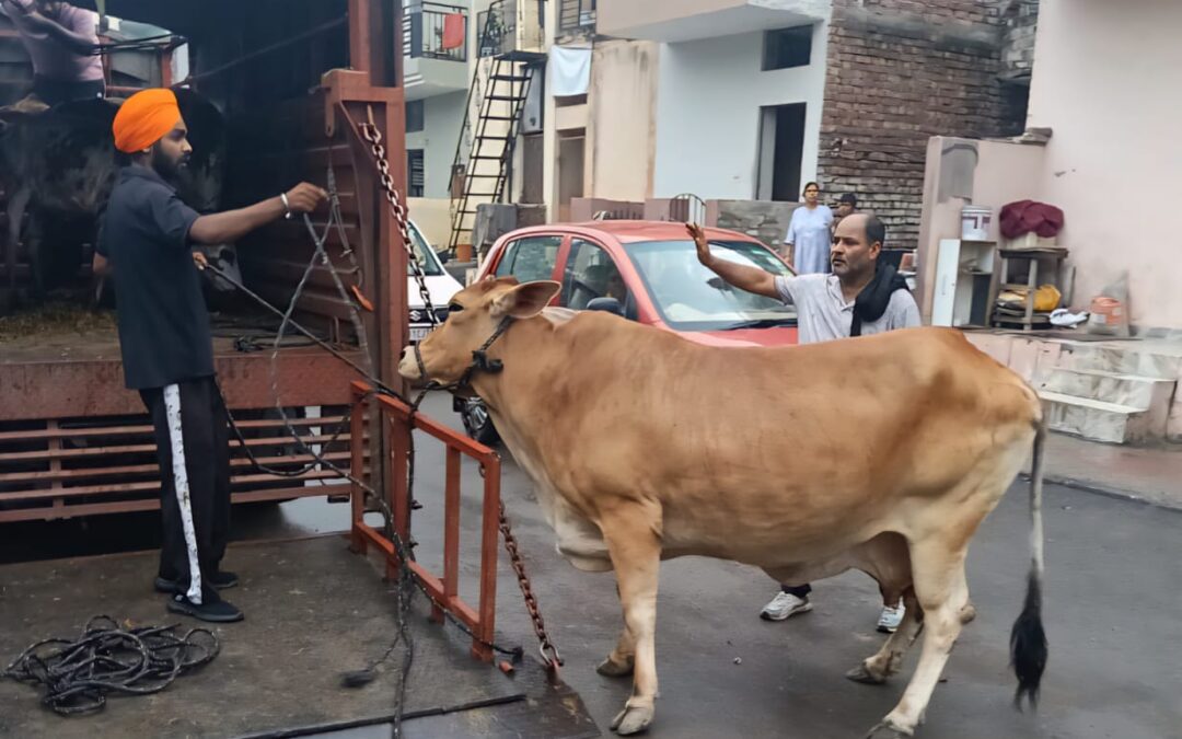 ਨਗਰ ਨਿਗਮ ਚੰਡੀਗੜ੍ਹ ਨੇ ਮੌਨਸੂਨ ਸੀਜ਼ਨ ਦੌਰਾਨ ਅਵਾਰਾ ਪਸ਼ੂਆਂ ਨੂੰ ਰੋਕਣ ਲਈ ਵਿਆਪਕ ਮੁਹਿੰਮ ਸ਼ੁਰੂ ਕੀਤੀ
