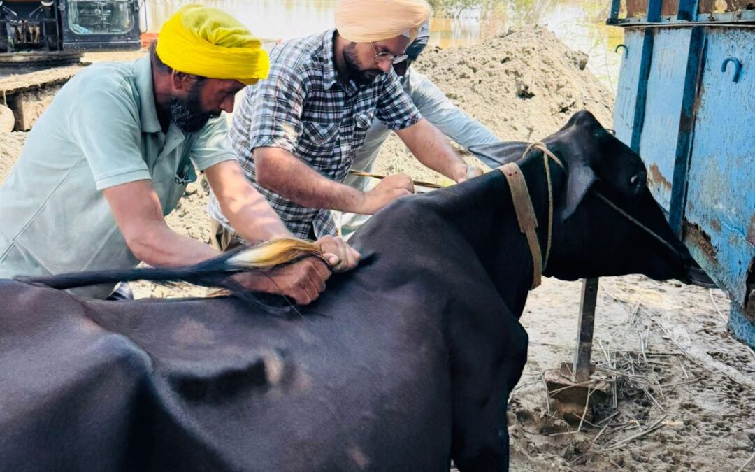 ਇੱਕ ਹਫ਼ਤੇ ਦੇ ਅੰਦਰ 1.75 ਲੱਖ ਤੋਂ ਵੱਧ ਪਸ਼ੂਆਂ ਨੂੰ HS ਬਿਮਾਰੀ ਤੋਂ ਬਚਾਅ ਕੀਤਾ ਗਿਆ