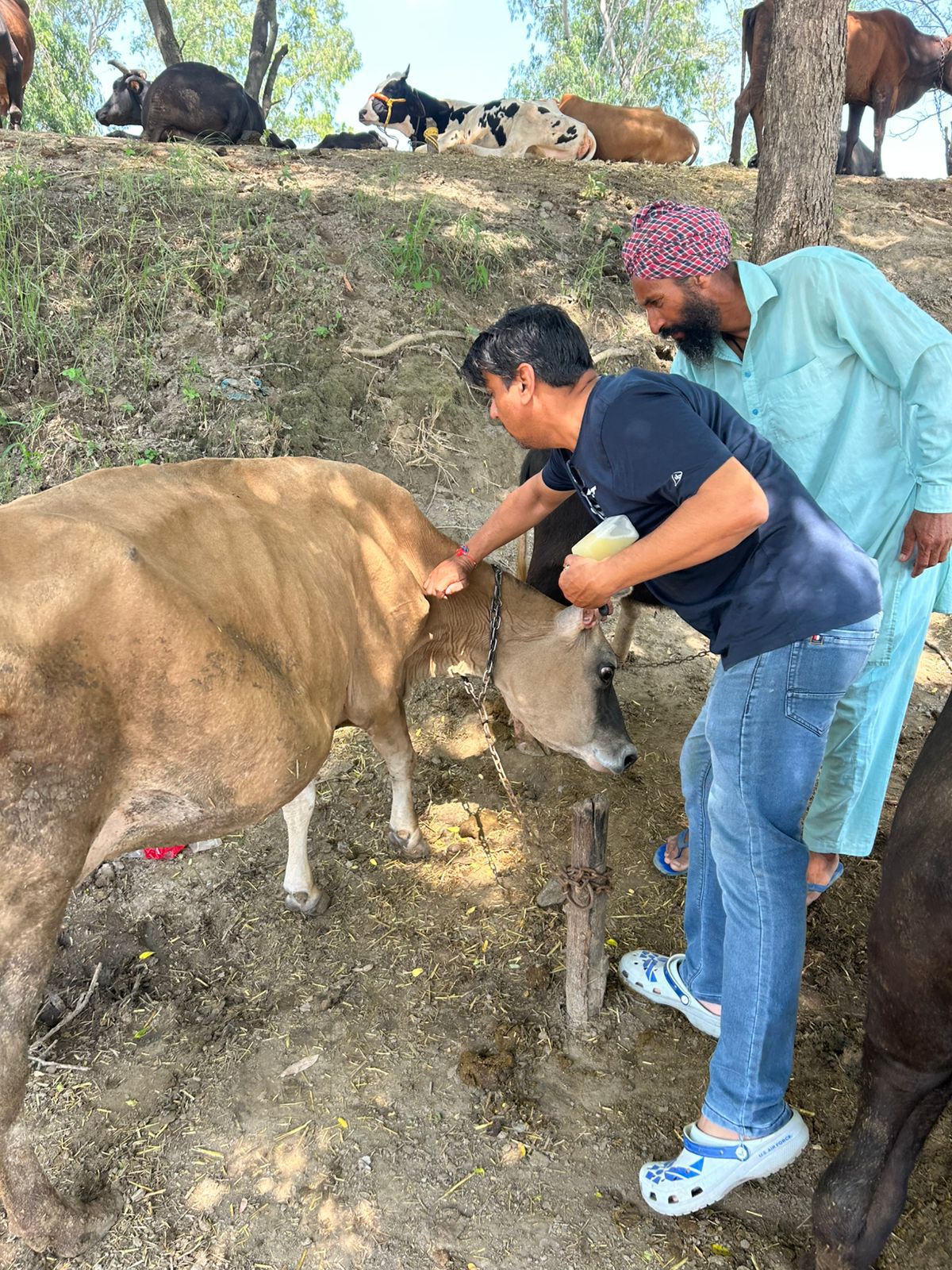 PROTECT LIVESTOCK FROM FLOOD