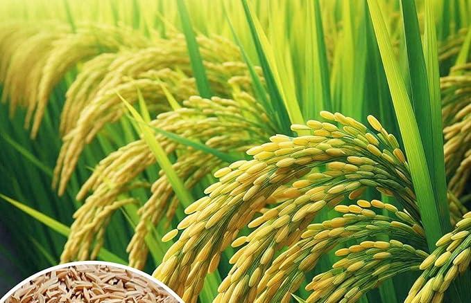 ਹੁਣ ਤੱਕ 10 ਲੱਖ ਤੋਂ ਵੱਧ ਕਿਸਾਨਾਂ ਨੂੰ ਐਮ.ਐਸ.ਪੀ. ਦਾ ਮਿਲਿਆ  ਲਾਭ  95021 ਕਿਸਾਨਾਂ ਨੂੰ ਐਮ.ਐਸ.ਪੀ. ਦੇ ਲਾਭ ਮਿਲਣ ਨਾਲ ਪਟਿਆਲਾ ਸਭ ਤੋਂ ਅੱਗੇ