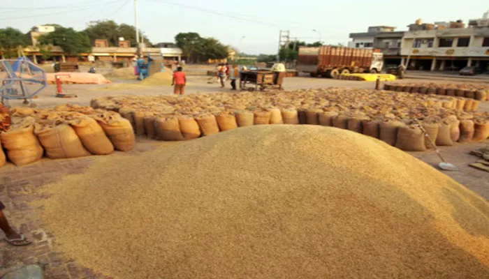 ਝੋਨੇ ਦੀ ਚੁਕਾਈ 150 ਲੱਖ ਮੀਟਰਿਕ ਟਨ ਤੋਂ ਪਾਰ ਹੋਈ