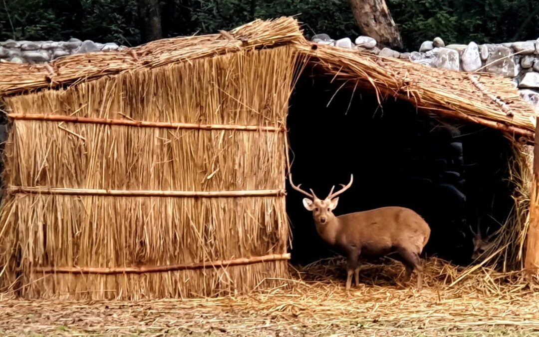 ਜੰਗਲਾਤ ਤੇ ਜੰਗਲੀ ਜੀਵ ਸੁਰੱਖਿਆ ਵਿਭਾਗ ਨੇ ਛੱਤਬੀੜ ਚਿੜੀਆਘਰ ਵਿਖੇ ਜਾਨਵਰਾਂ ਨੂੰ ਠੰਢ ਤੋਂ ਬਚਾਉਣ ਲਈ ਕੀਤੇ ਵਿਸ਼ੇਸ਼ ਪ੍ਰਬੰਧ