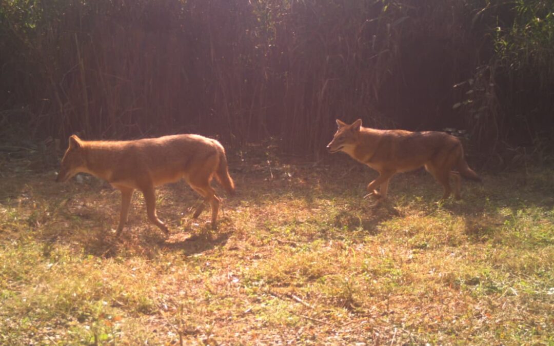 ਵਾਈਲਡਲਾਈਫ ਇੰਸਟੀਚਿਊਟ ਆਫ਼ ਇੰਡੀਆ (WII), ਦੇਹਰਾਦੂਨ ਦੇ ਸਹਿਯੋਗ ਨਾਲ 20 ਤੋਂ 27 ਨਵੰਬਰ, 2025 ਤੱਕ ਸੁਖਨਾ ਵਾਈਲਡਲਾਈਫ ਸੈਂਚੁਰੀ (SWLS), ਯੂਟੀ ਚੰਡੀਗੜ੍ਹ ਅਤੇ ਹੋਰ ਜੰਗਲੀ ਖੇਤਰਾਂ ਵਿੱਚ ਇੱਕ ਰਾਸ਼ਟਰੀ ਪਾਰਕ ਦਾ ਆਯੋਜਨ ਕਰ ਰਿਹਾ ਹੈ।